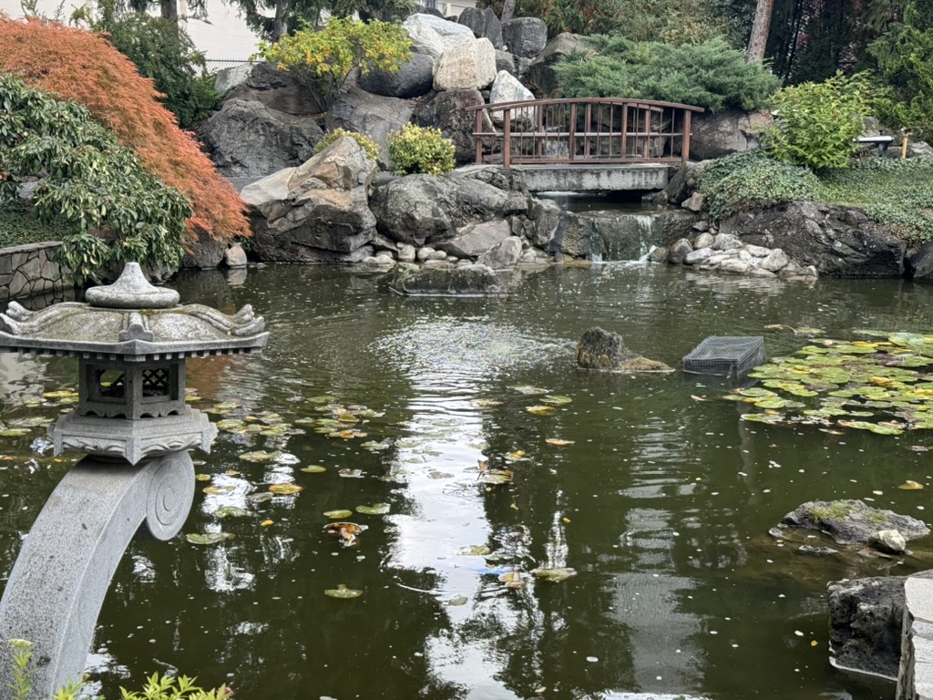 the Japanese garden in downtown Kelowna, BC. There is a small shine on the left foreground, supported by a arched concrete pedestal. Most of the picture is a pond, with Japanese plants around the outside. There is a bridge over a small stream in the back.