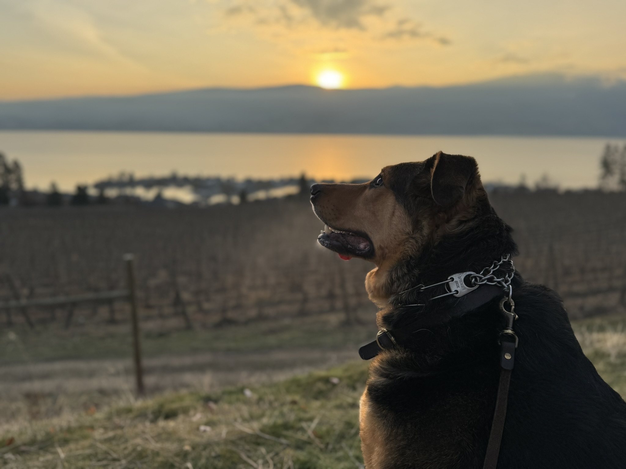 Large Black and Tan German Shepherd x Bernese Mountain Dog mix in profile facing the left side of the image. The background is a sunrise on a cool winter morning overlooking vineyards and Lake Okanagan in British Columbia. Ellie is blind and is the goodest of all good girls.