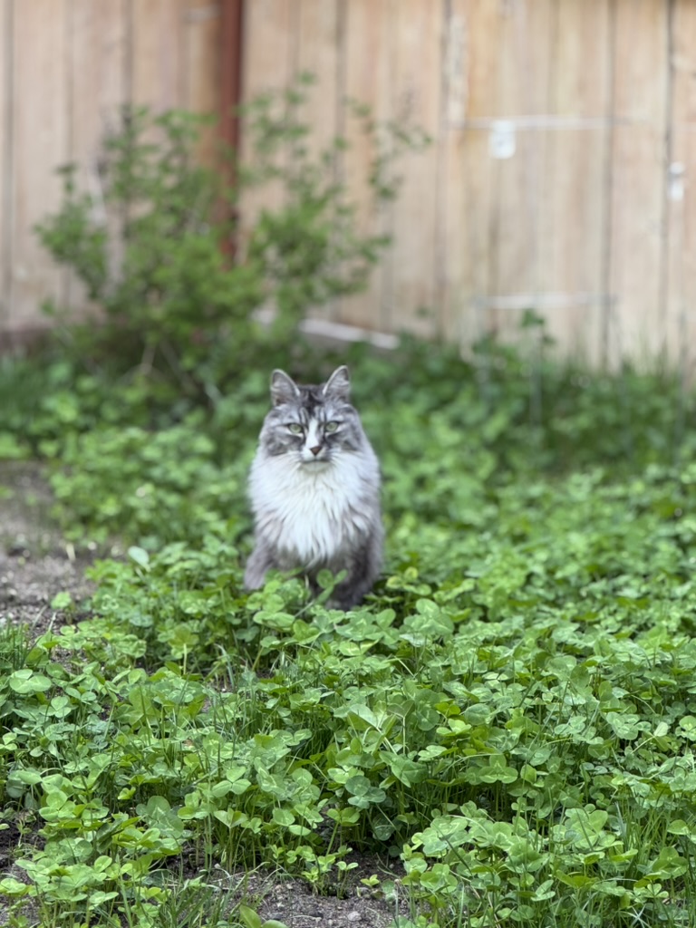 Bobby is our old, super chill, grey and white cat, mostly composed of fluff. He was a rescue from the TRU Vet Tech program. He's sitting in our sparse backyard, which is mostly clover.